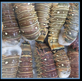 Warm Water Lobster Tails - Individual Tails