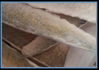 2-4oz Canadian Walleye Fillets